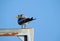 Crested Tern on Metal Girder