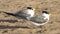 Crested Terns