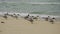 Crested Terns on Beach