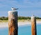 Crested Terns: Coogee Beach, Western Australia