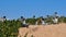 Crested Terns: Nesting in the Dunes