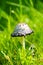 Crested Tintling on a green meadow. Mushroom in natural environment. Coprinus comatus