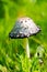 Crested Tintling on a green meadow. Mushroom in natural environment. Coprinus comatus