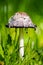 Crested Tintling on a green meadow. Mushroom in natural environment. Coprinus comatus