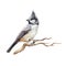 Crested tit bird watercolor illustration. Realistic lophophanes cristatus image. European songbird perched on the tree