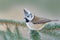 Crested Tit, cute songbird with grey crest sitting on beautiful green spruce branch with clear green background, nature habitat, F