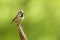 The crested tit or European crested tit ( Parus cristatus) on a branch with a green background