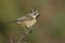 Crested Tit, European Crested Tit, perched on a branch