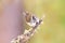 Crested tit (Parus cristatus)