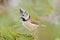 Crested tit (Parus cristatus)