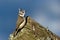 Crested Tit (Parus cristatus) on the edge