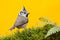 Crested Tit sitting on beautiful lichen branch with clear yellow background. Bird in the nature habitat, fern. Portrait of Songbir