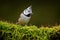 Crested Tit sitting, Songbird on beautiful green moss lichen branch with clear green background. Bird with crest, Czech Republic B