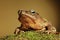 Crested toad amphibian big mouth and eyes