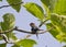 Crested Treeswift Bird India