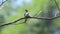 Crested Treeswift bird in Thailand.