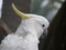 Crested White Cockatoo Bird with a Yellow Crown