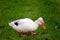 Crested white duck