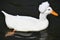 A Crested White Duck