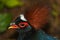 Crested Wood Partridge