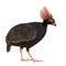 Crested Wood Partridge - Rollulus rouloul