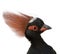 Crested Wood Partridge - Rollulus rouloul