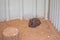 Crested wood partridge, Rollulus rouloul, portrait, captive, native to South-East Asia