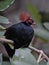 Crested Wood Partridge (Rollulus roulroul)