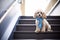 crestfallen dog with a blue scarf sitting on a quiet corporate staircase