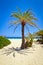 Cretan Date palm tree on idyllic Vai Beach