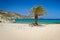 Cretan Date palm tree on Vai Beach