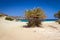 Cretan Date palm trees on Vai Beach