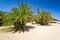 Cretan Date palm trees on Vai Beach, Greece