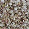 Cretan dittany Origanum dictamnus - Dried flowers and leaves f