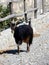 Cretan goat