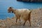 Cretan Goat, in Crete, Greece