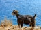 Cretan goat in the mountains against the background of the Mediterranean Sea