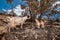 Cretan goats kri-kri