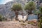 Cretan goats kri-kri