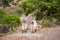 Cretan goats kri-kri on a rock