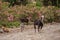 Cretan goats kri-kri on a rock