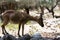 Cretan wild goat or Cretan Ibex.