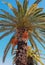 Crete date palm tree