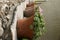 Crete / Flower pots on a wall