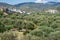 Crete island inland countryside landscape mountain view plantation olives fields green