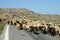 Crete / Sheep blockade