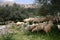 Crete sheeps in the midday