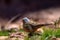 Cretzschmar`s bunting Emberiza caesia, Jordan