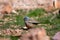 Cretzschmar`s bunting Emberiza caesia, Jordan