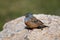 Cretzschmar`s bunting Emberiza caesia, Jordan